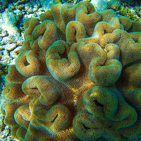 Biyadhoo Island Resort-3